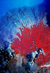 gorgonia by Sergio Loppel 